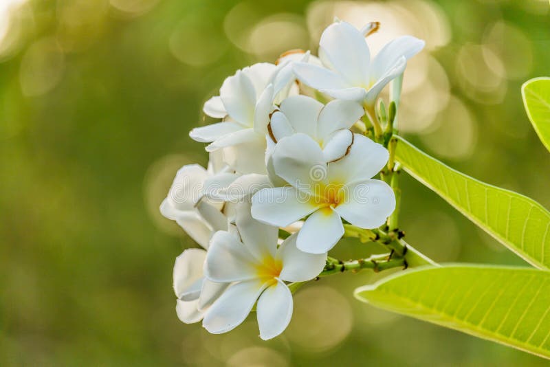 White Plumeria on the Plumeria Tree in Garden. Stock Image Image of