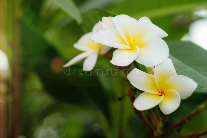 White Plumeria on the Plumeria Tree. Stock Image Image of decoration