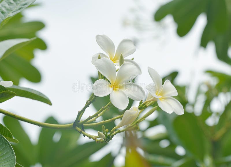 White Plumeria on the Plumeria Tree Stock Photo Image of fresh