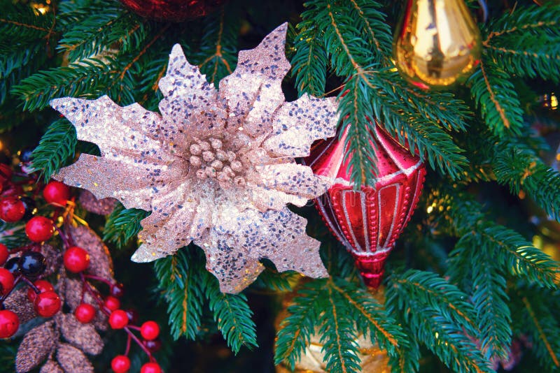 White Poinsettia Flower and Mistletoe Hanging As Decoration on Green  Christmas Tree, Close-up Stock Photo - Image of berry, design: 200766418