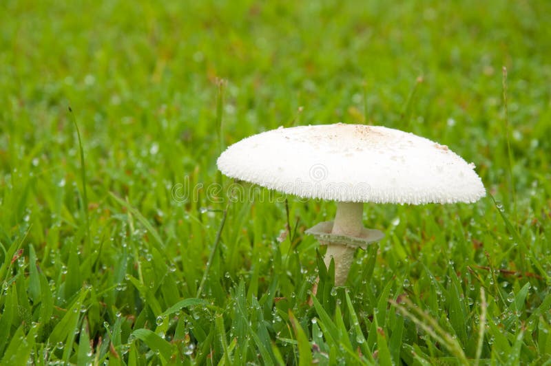 White Poisonous Mushroom Stock Photo Image 25106650
