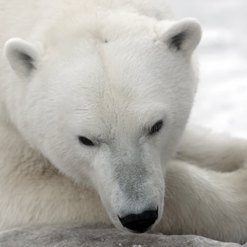 White polar bear