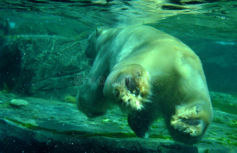 White polar bear under water