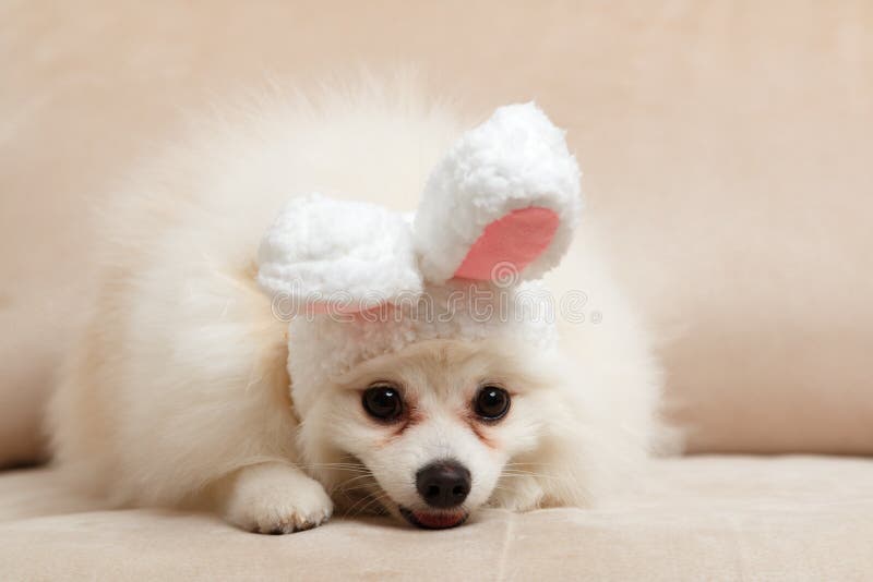 Pomeranian Dog with Easter Eggs and Grass Stock Photo Image of doggy