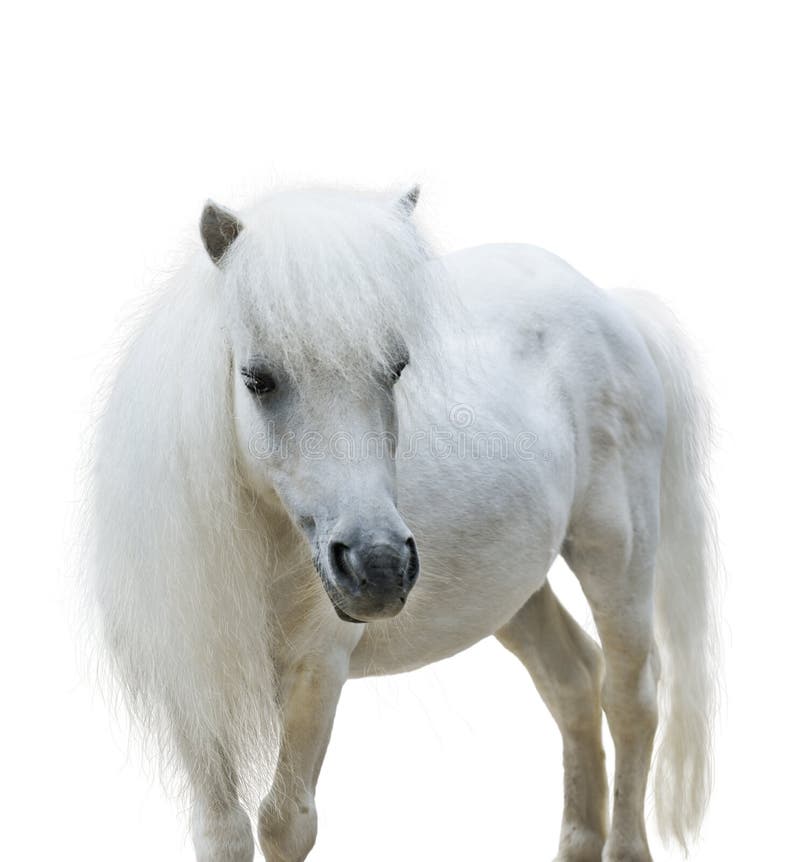 White Pony stock photo. Image of pretty, horse, ponies 16295878