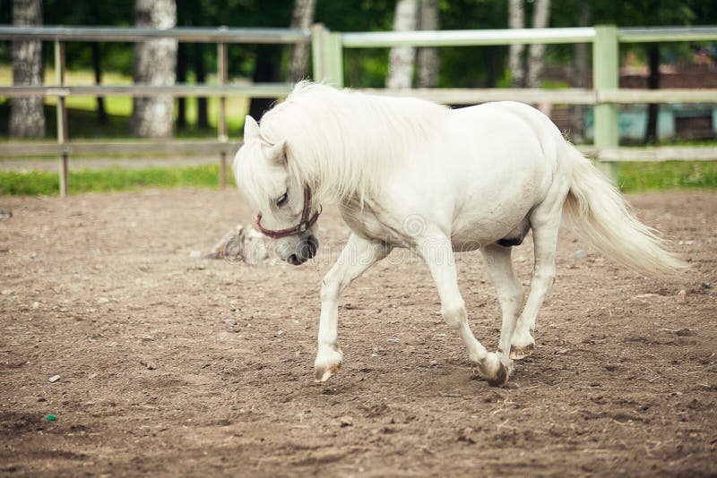 White Pony Running on the Farm. White Horse at the Farm Stock Image