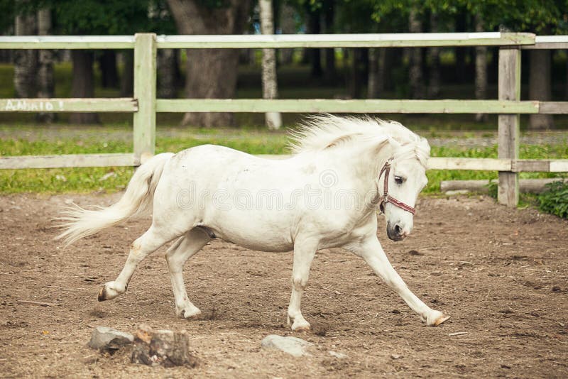 White Pony Running on the Farm. White Horse at the Farm Stock Photo