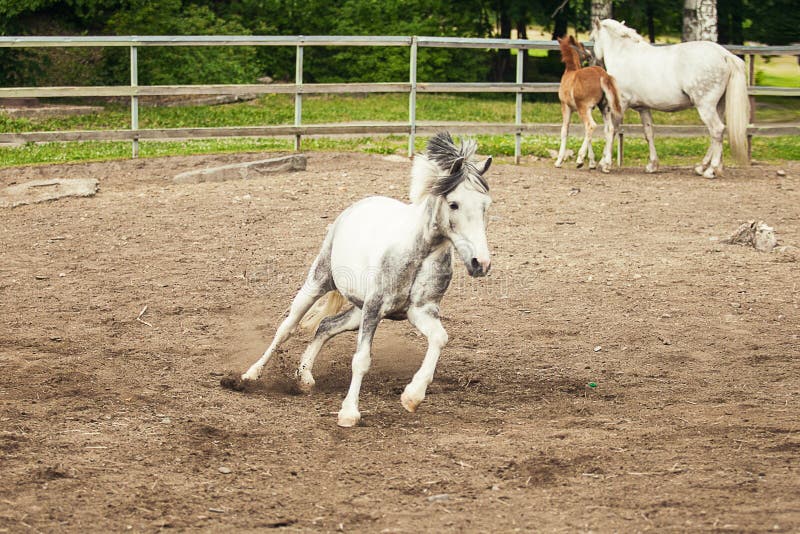 White Pony Running on the Farm. White Horse at the Farm Stock Photo