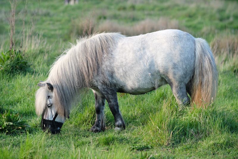 White pony stock photo. Image of horse, sunny, field 146865912