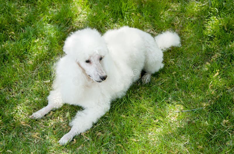 White poodle. stock photo. Image of themes, grass, muzzle - 21261822