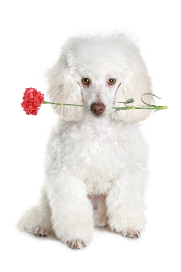 white-poodle-puppy-red-flower-12611524.jpg (600&times;900)