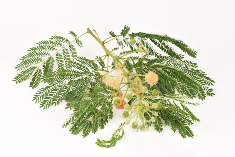 White Popinac, Lead Tree (Leucaena leucocephala (Lamk.) De Wit).