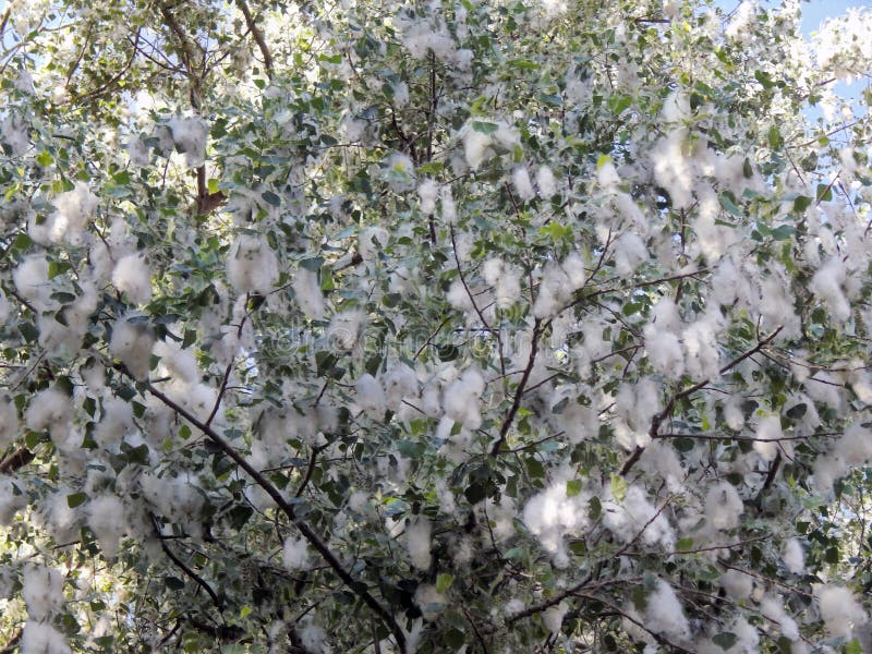 535 Poplar Fuzz Stock Photos Free & RoyaltyFree Stock Photos from Dreamstime