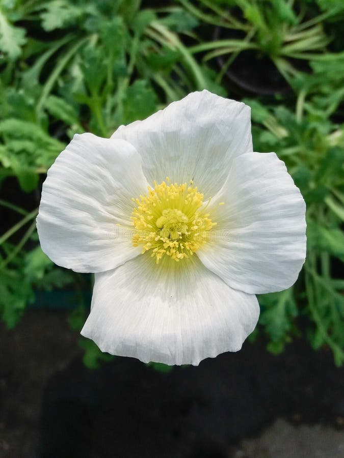 White poppy flower stock photo. Image of yellow, background - 97585886