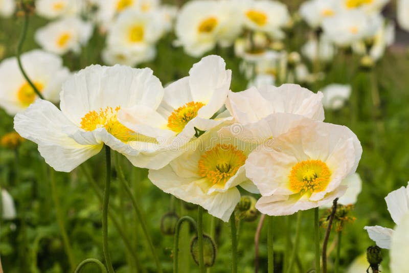 White Poppy stock photo. Image of mount, macro, gardens 70767640