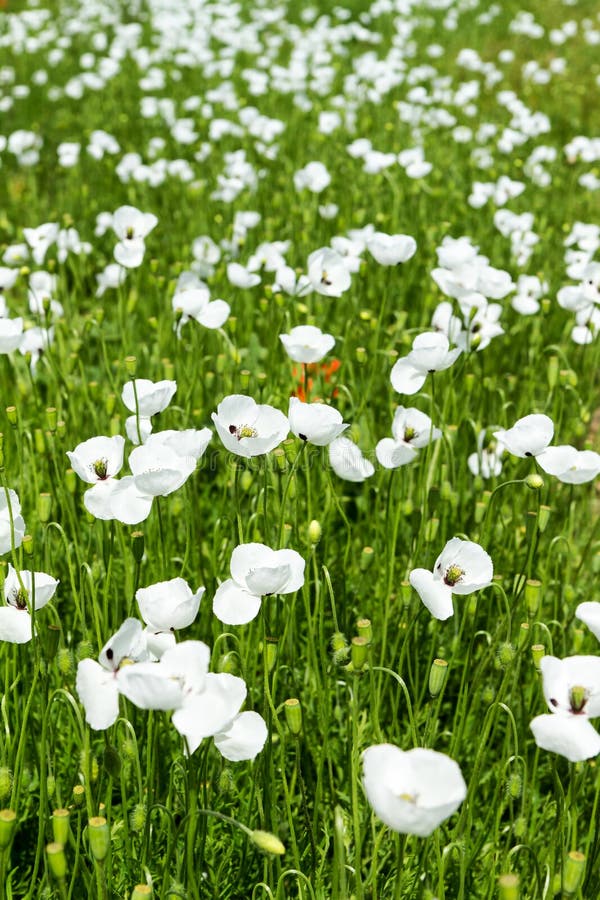 White poppy flowers