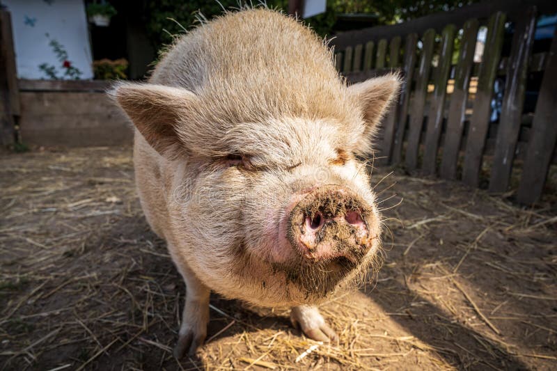 White Potbellied Pig in Its Enclosure Stock Image Image of swine, outdoor 308765217