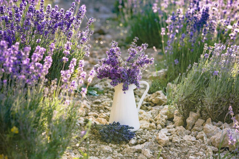 https://thumbs.dreamstime.com/b/white-pot-lavender-white-pot-lavender-flowers-closeup-over-rough-ground-lavender-field-bush-lavender-field-113201380.jpg