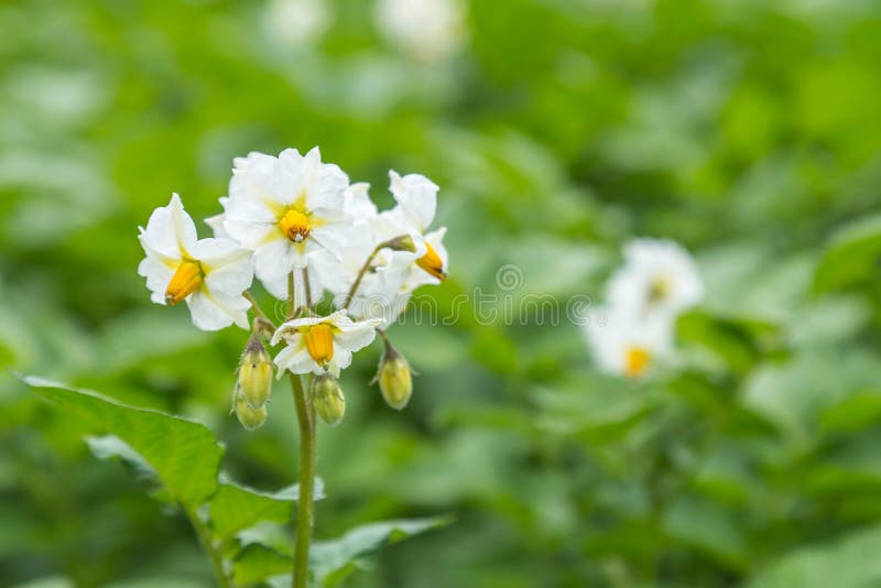 White Potato Flowers on a Field Stock Image Image of bloom, scene