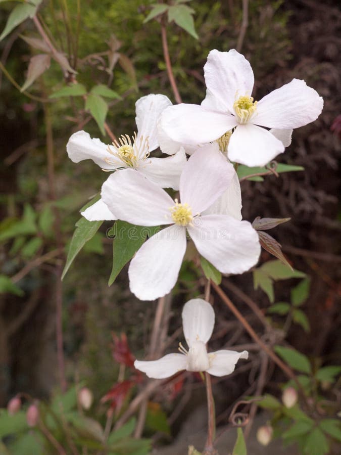 White Pretty Flowers Hanging Down from Tree, Relaxing and Peaceful Nature, Serene and Clear