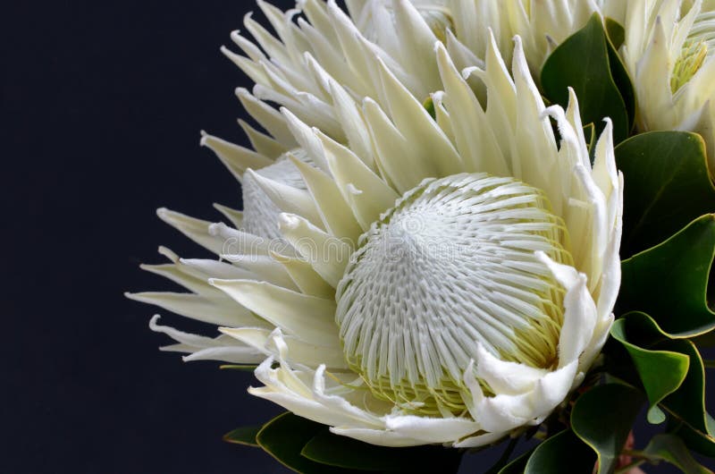 White Protea Plant for Background Stock Image Image of beautiful