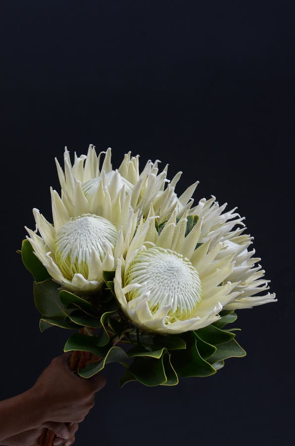 White Protea Plant for Background Stock Image Image of beautiful