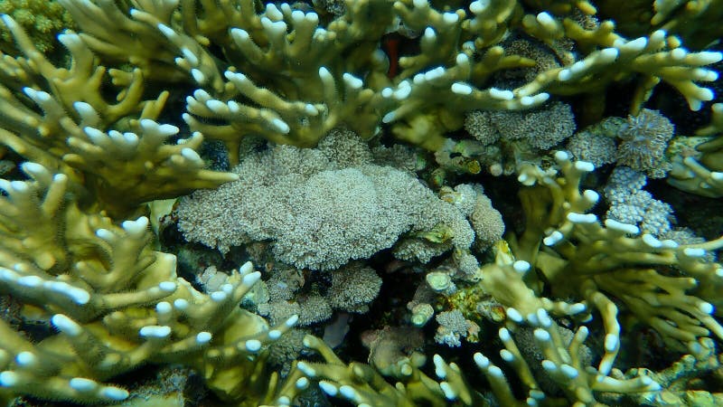 White pulse coral, pom pom xenia or pulse coral, Xenia umbellata, undersea, Red Sea, Egypt, Sharm El Sheikh, Nabq Bay.