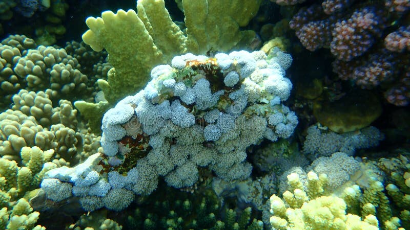 White pulse coral, pom pom xenia or pulse coral, Xenia umbellata, undersea, Red Sea, Egypt, Sharm El Sheikh, Nabq Bay.