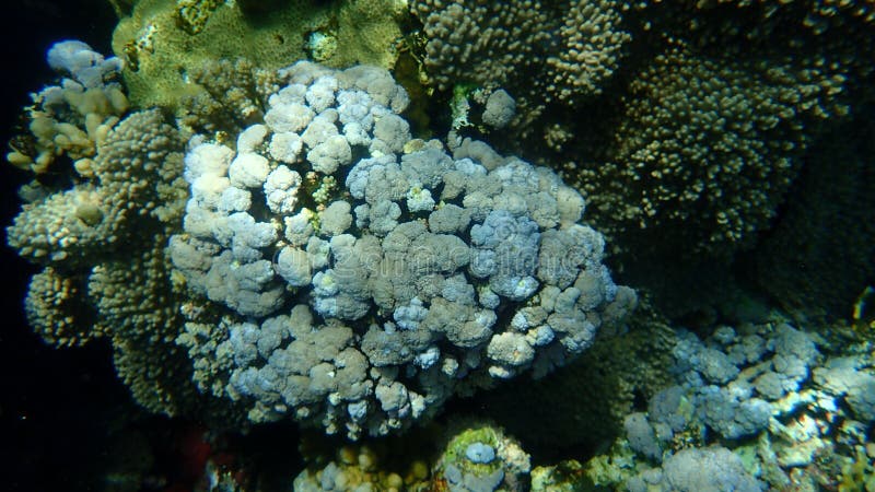 White pulse coral, pom pom xenia or pulse coral, Xenia umbellata, undersea, Red Sea, Egypt, Sharm El Sheikh, Nabq Bay.