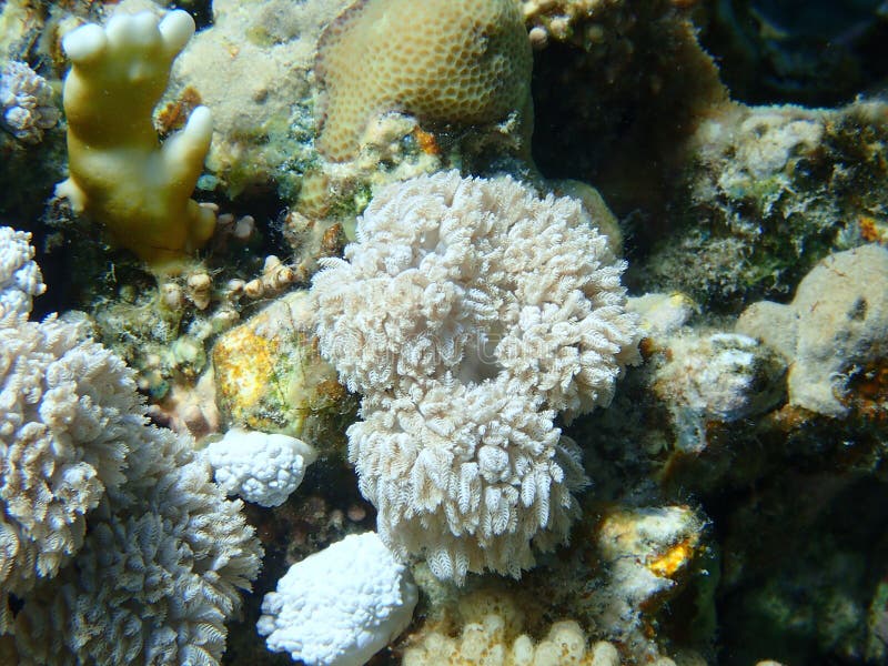 White pulse coral, xenia or pulse coral (Xenia umbellata) undersea, Red Sea, Egypt, Sharm El Sheikh, Nabq Bay