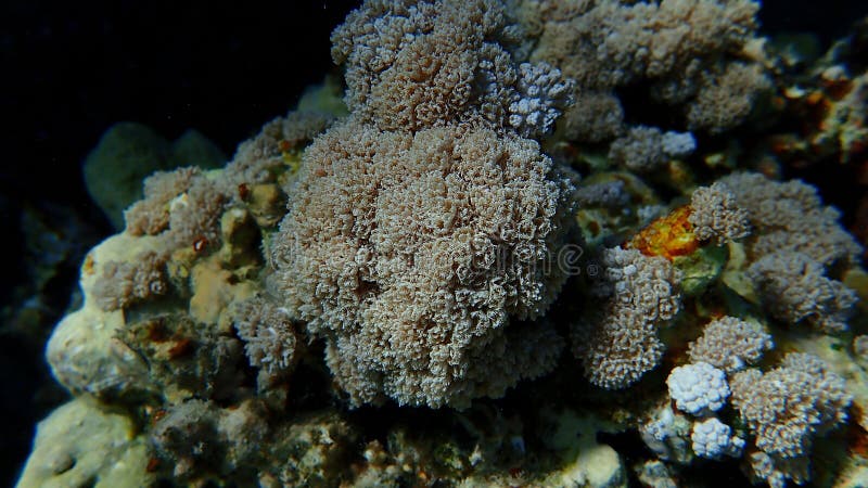 White pulse coral, xenia or pulse coral (Xenia umbellata) undersea, Red Sea, Egypt, Sharm El Sheikh, Nabq Bay