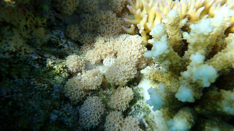White pulse coral, xenia or pulse coral (Xenia umbellata) undersea, Red Sea, Egypt, Sharm El Sheikh, Nabq Bay