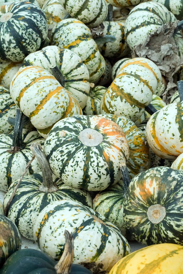 White Pumpkin Squash stock photo. Image of pile, vegetable 27052860