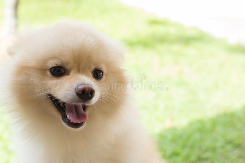 White puppy pomeranian dog cute pet smile happy