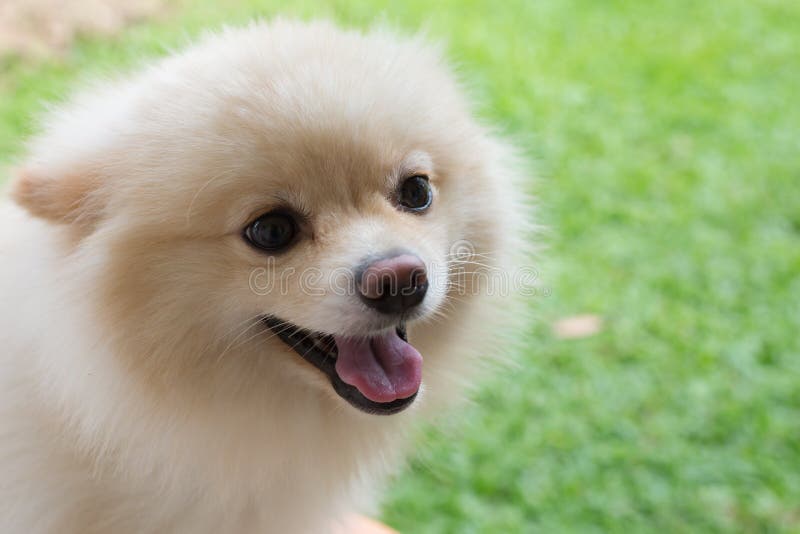 White puppy pomeranian dog cute pet smile happy