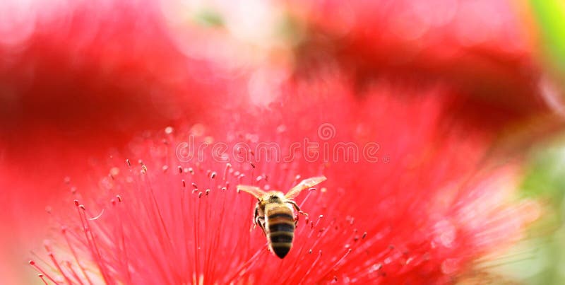 White Purity Flowers Flying Bee