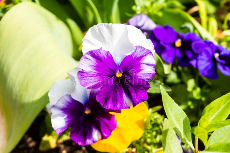 White and purple pansies