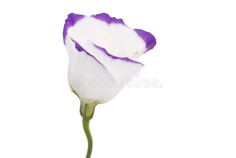 White and purple flower