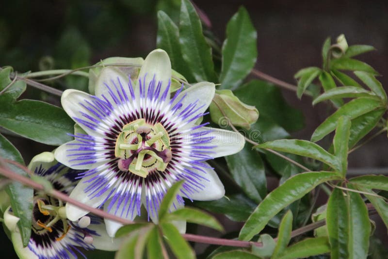 White and purple flower head in close-up of the passion flower or passieflora. royalty free stock photography White and purple flower head in close-up of the passion flower or passieflora. royalty free stock photography