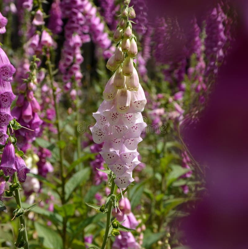 White and Purple Foxglove Flowers Stock Photo Image of scent