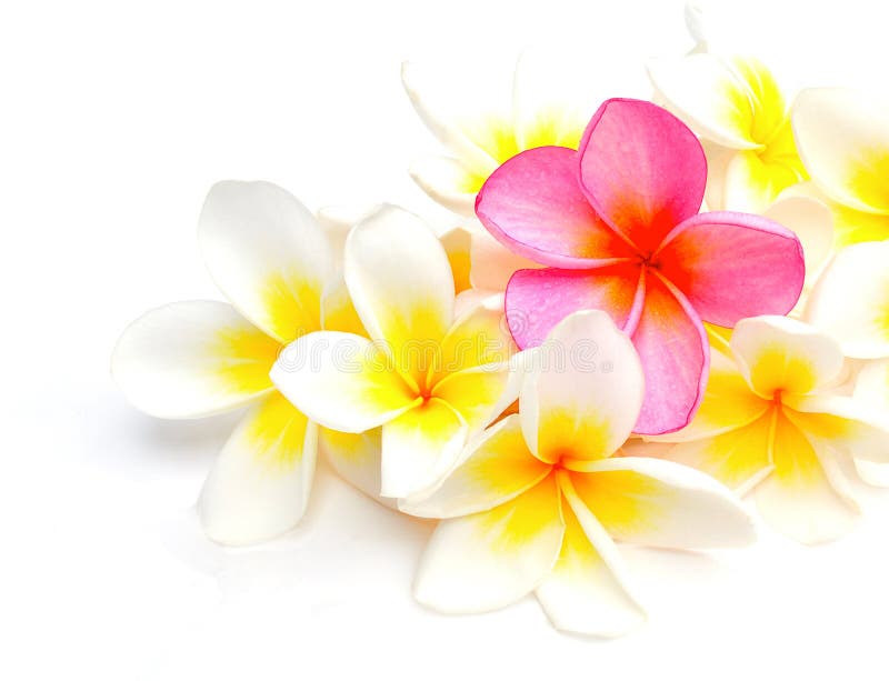 white and purple frangipani flowers stock image image of clean plumeria 17030327 white and purple frangipani flowers