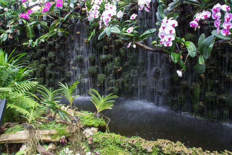 Phal. Kathmandu - Welcome to Orchid Cultivators