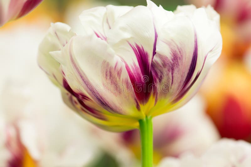 Tulip flower close-up