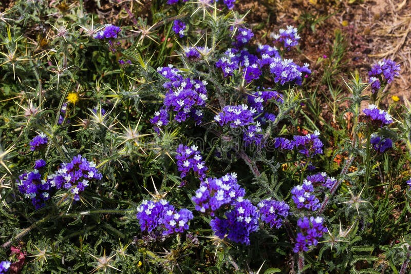 Home & Living Plants White & Purple Flower Clusters with Greens Spike