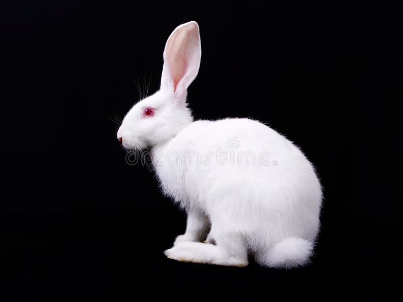 Fluffy white rabbit stock photo. Image of home, wool 15777104