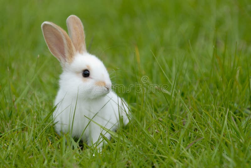 Coniglio bianco sull'erba.