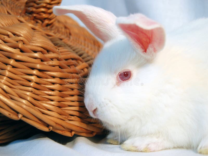 White Rabbit Free Stock Photos & Pictures, White Rabbit RoyaltyFree