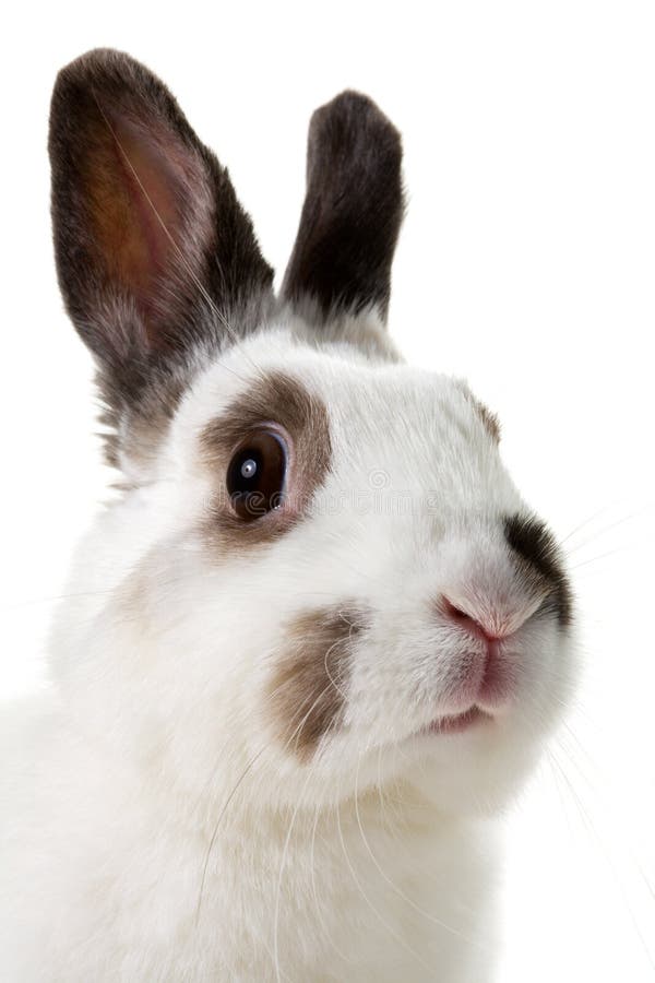 123,928 White Rabbit Stock Photos Free & RoyaltyFree Stock Photos