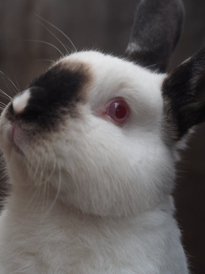 emazinglights find the rabbit emazinglights find the rabbit
