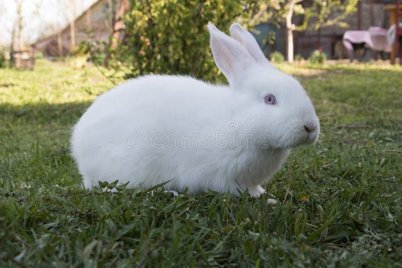 White Rabbit with Blue Eyes Stock Photo - Image of farm, ears: 96347222